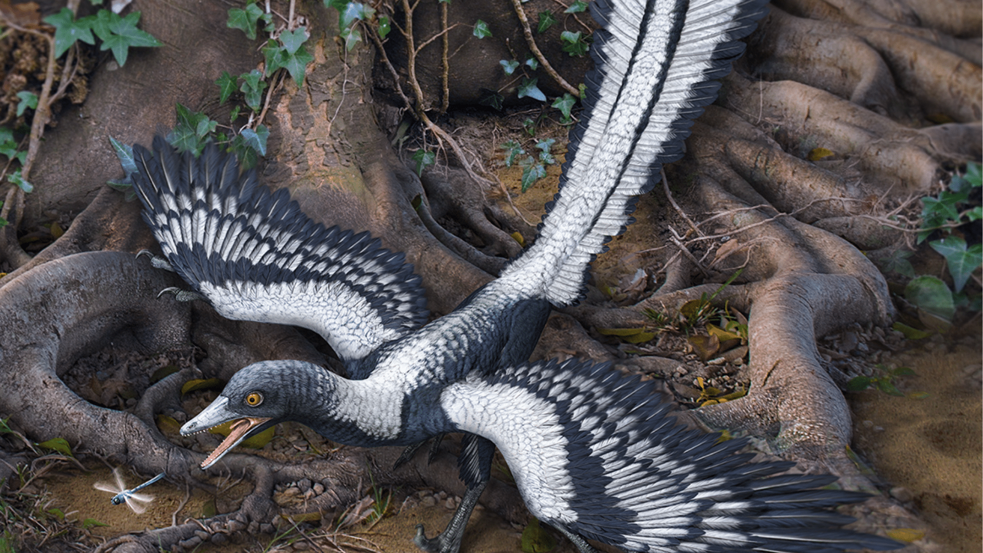 Archaeopteryx_bird-like_dinosaur