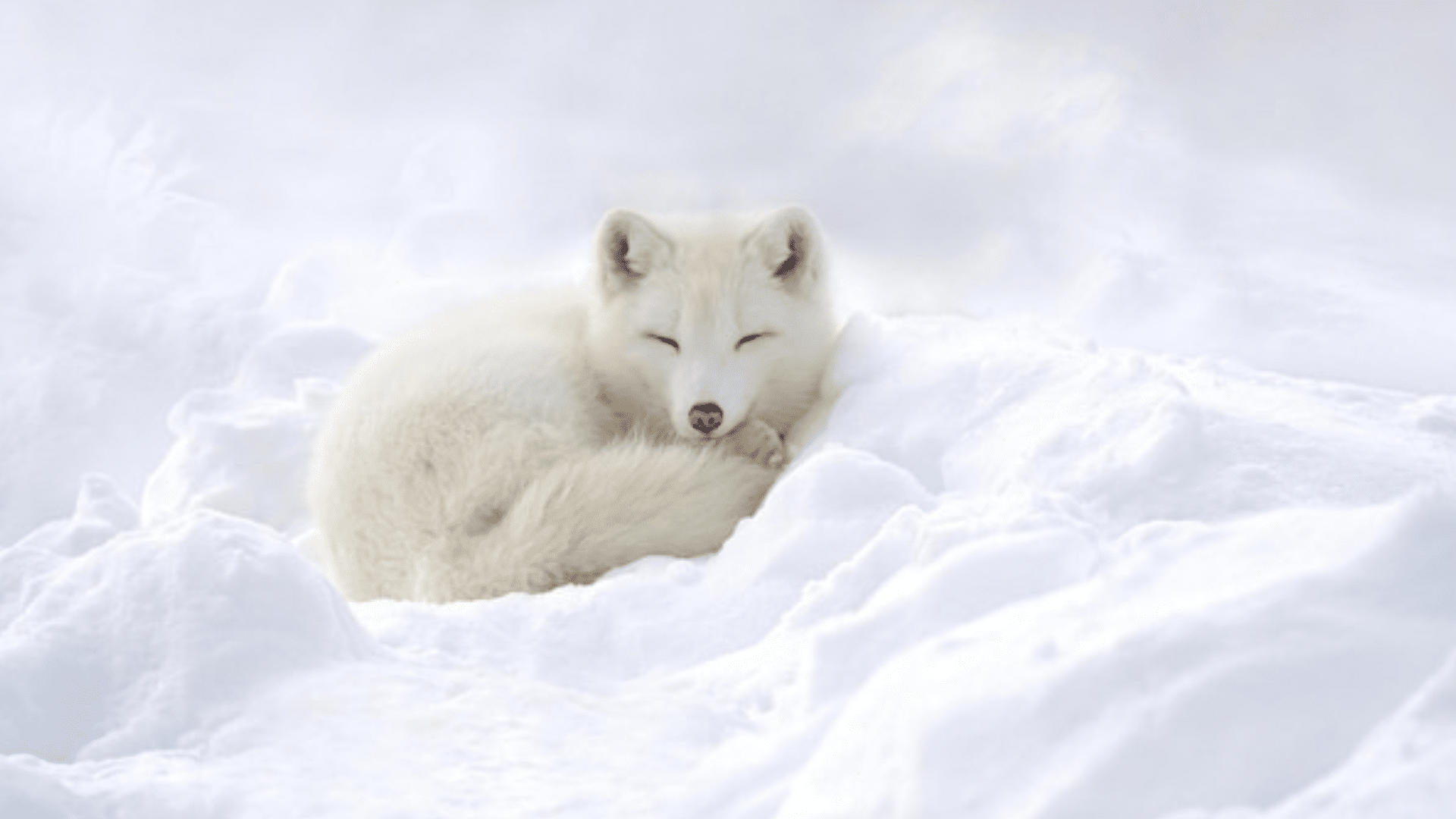 Arctic_Fox