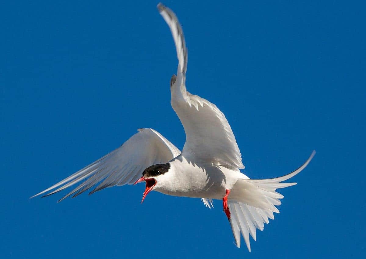 Arctic_Tern_Sterna_paradisaea