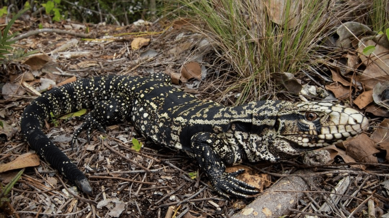 Argentine_Black_and_White_Tegu