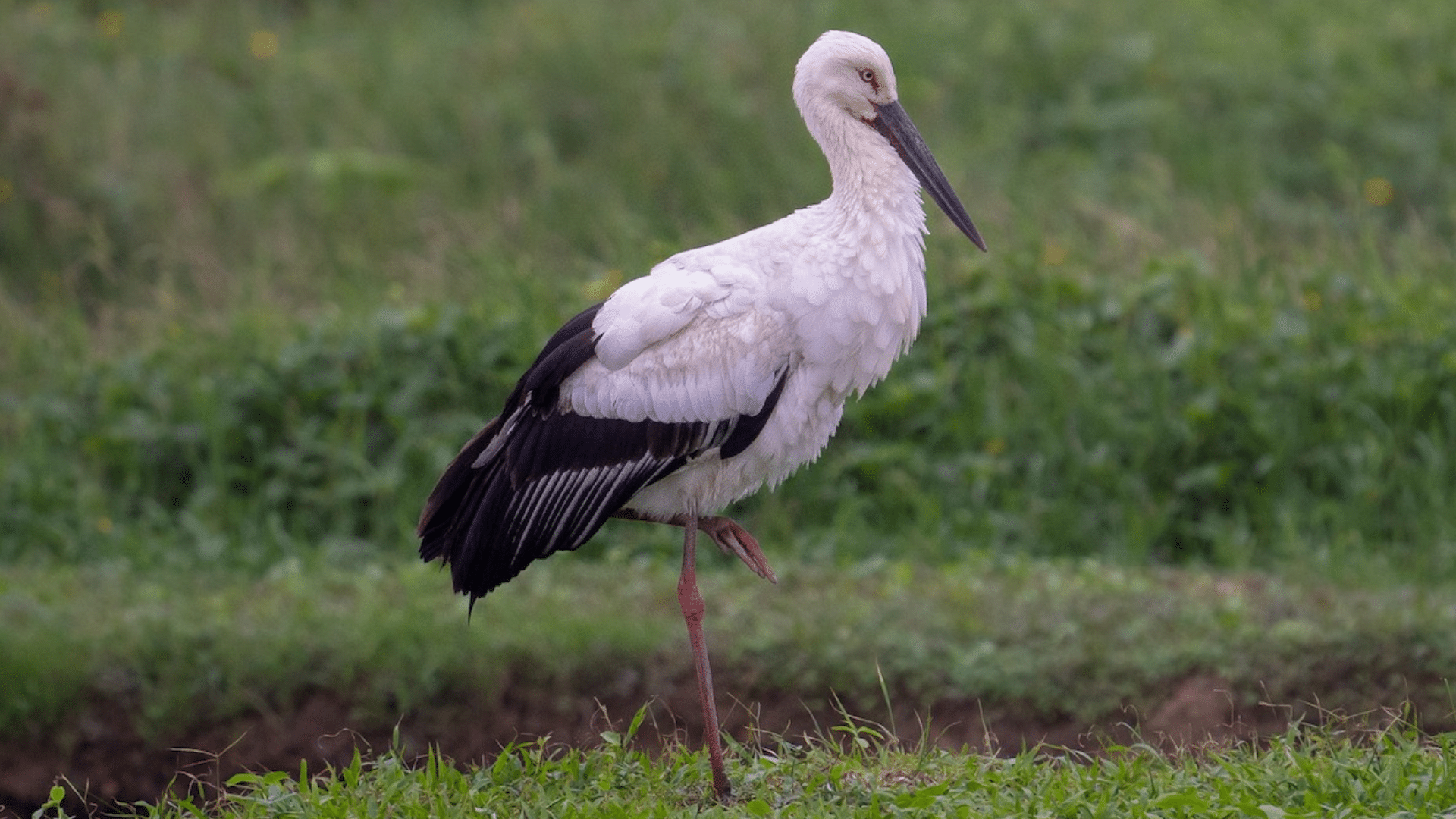 Asian_White_Stork