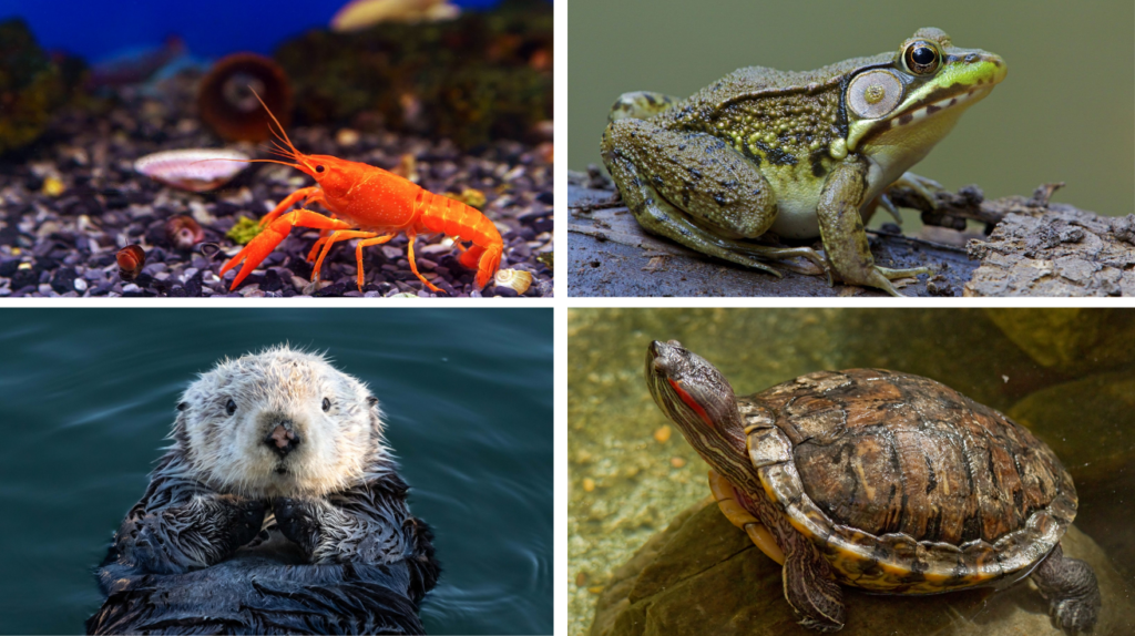 Astonishing Lake Animals and Their Secrets