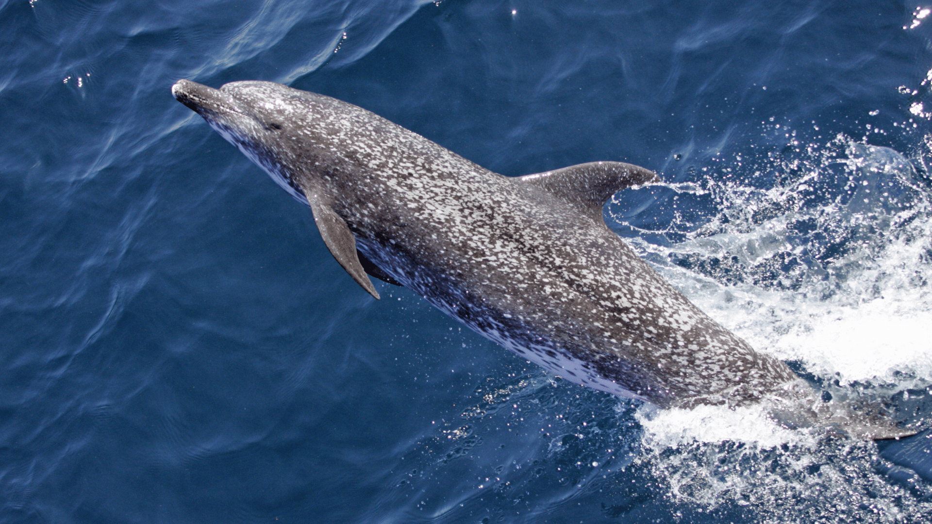 Atlantic_Spotted_Dolphin