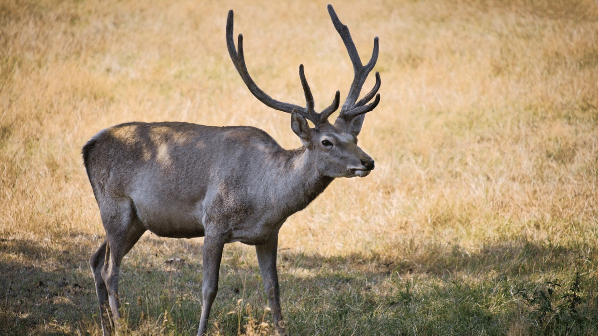 Bactrian_Deer