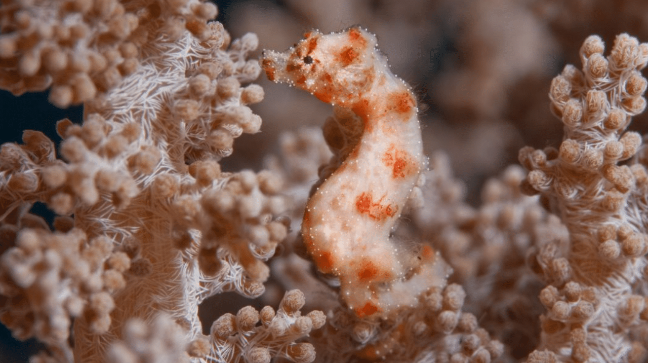 Bajau_Seahorse