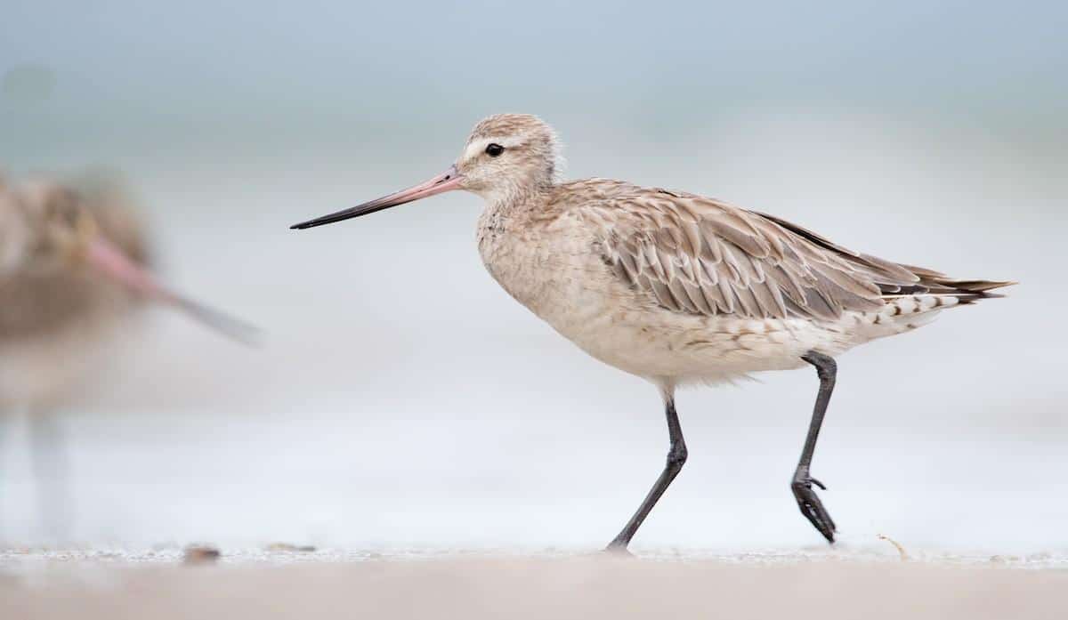 Bar-tailed_Godwit_Limosa_lapponica