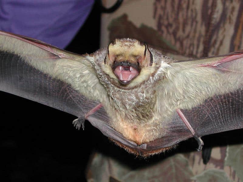 Bats_Hoary_Bat_Lasiurus_cinereus