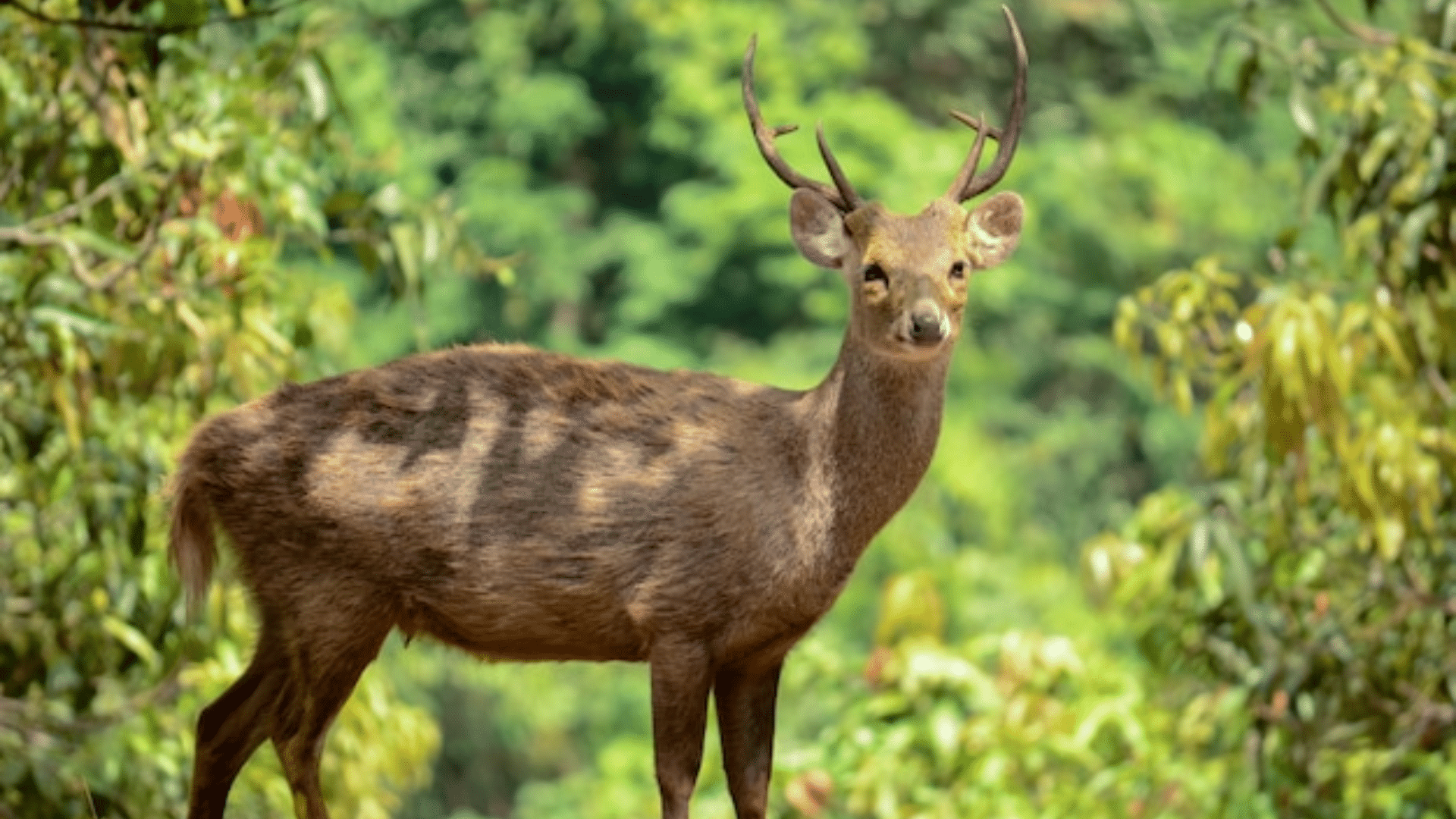 Bawean_Deer