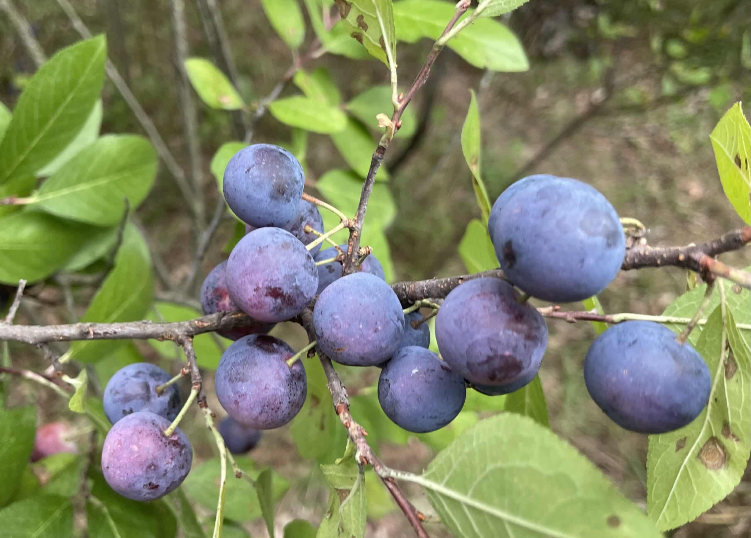 Beach Plum