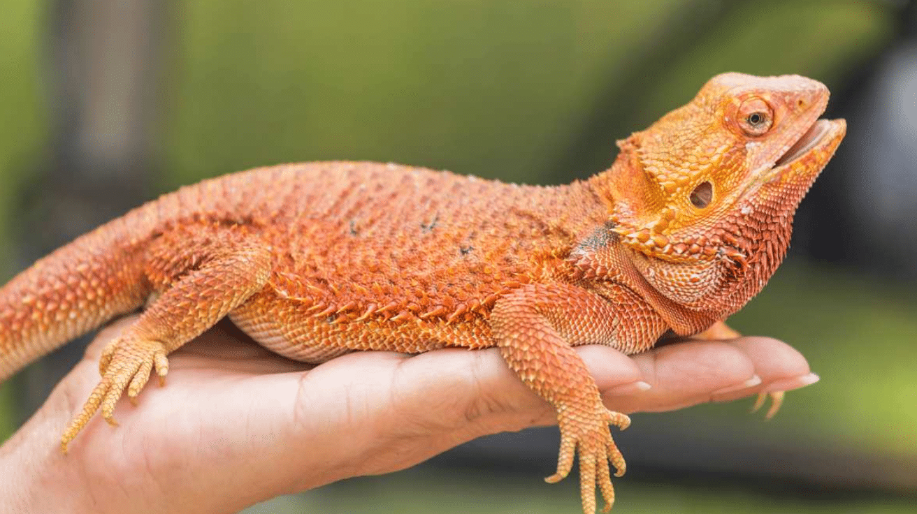 Bearded_Dragon