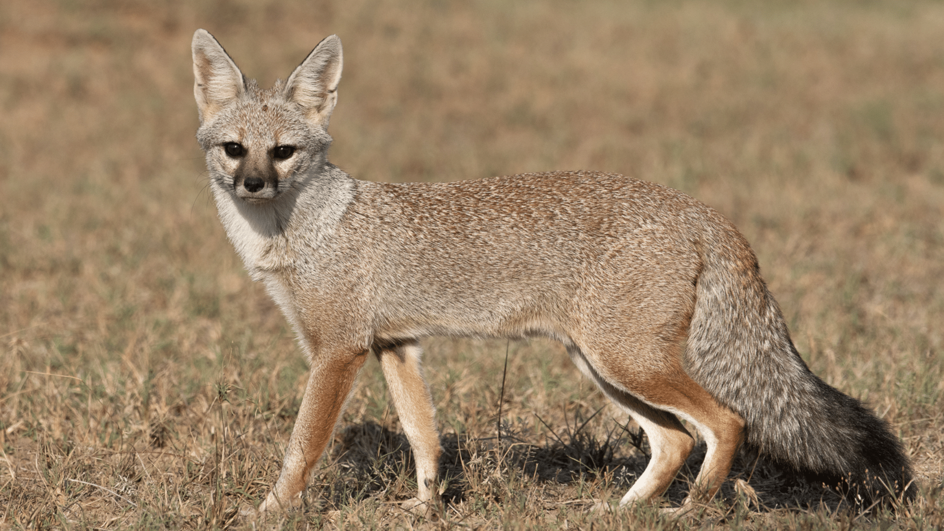 Bengal_Fox