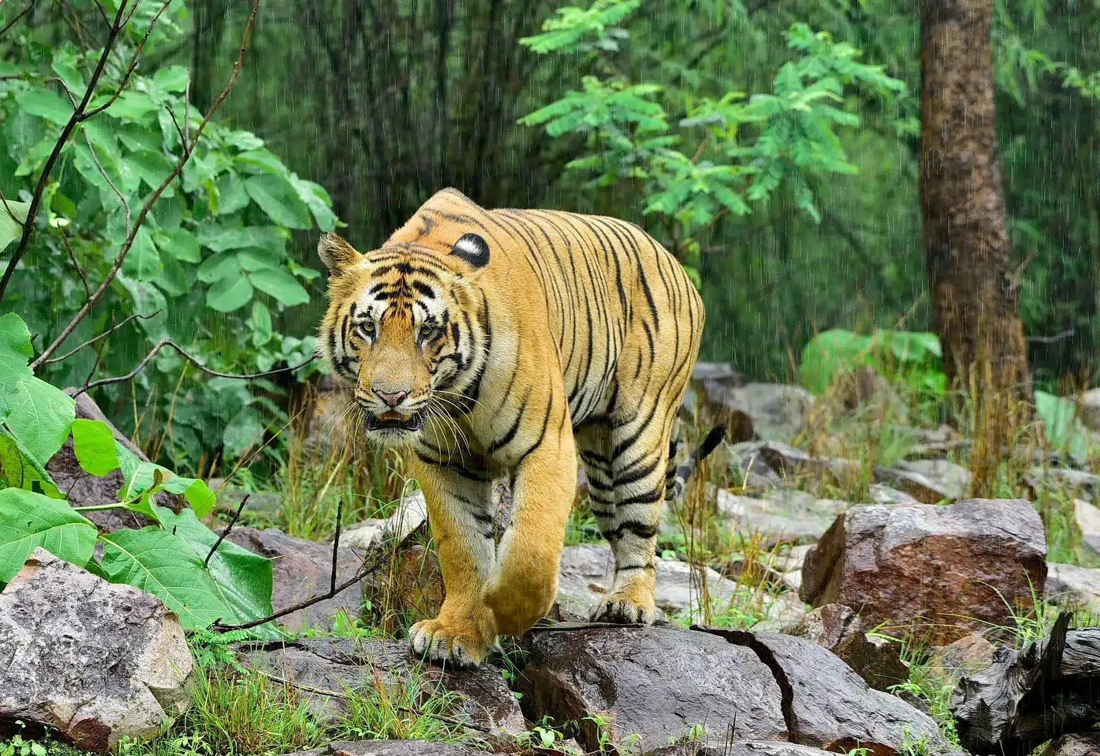 Bengal_Tiger