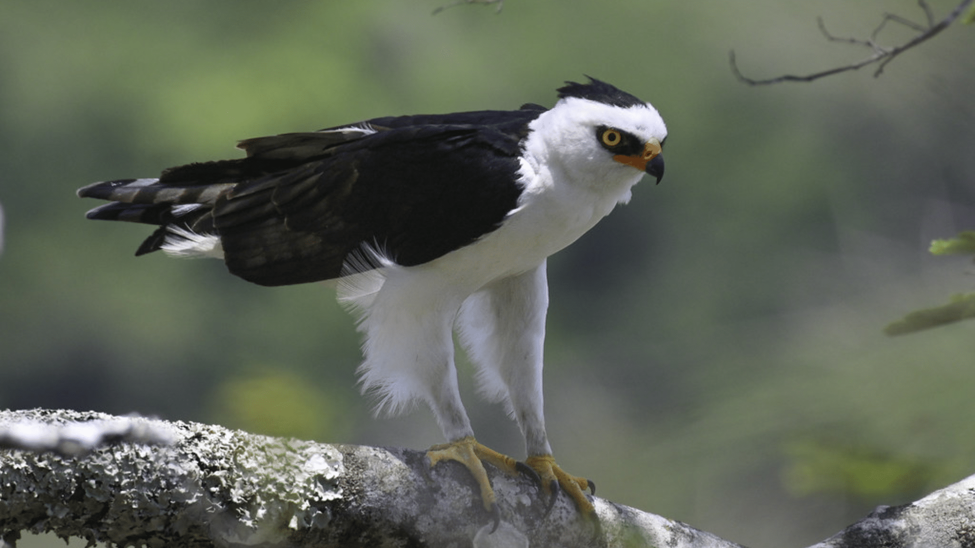 Black-And-White_Hawk-Eagle