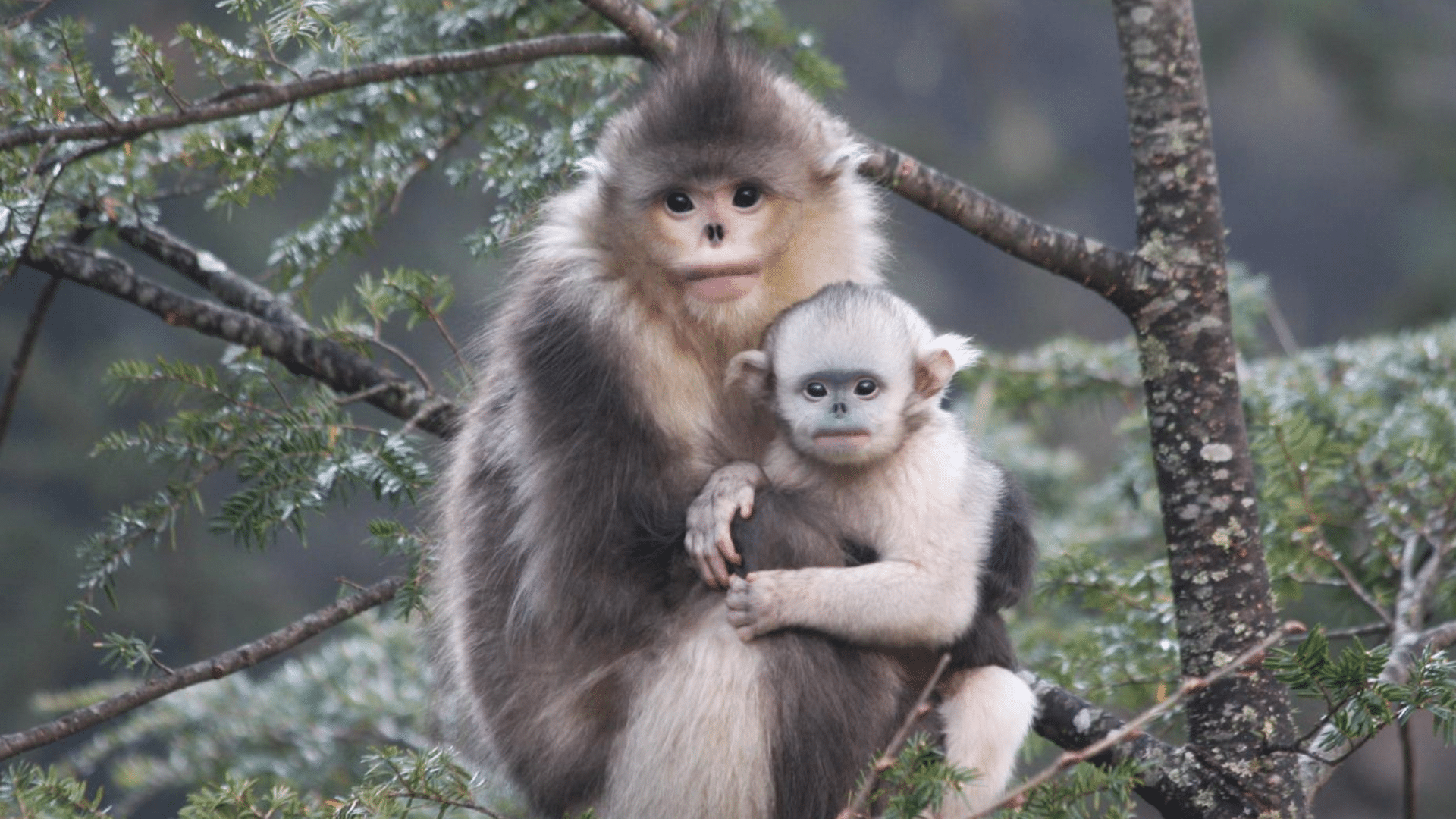 Black-And-White_Snub-Nosed_Monkey