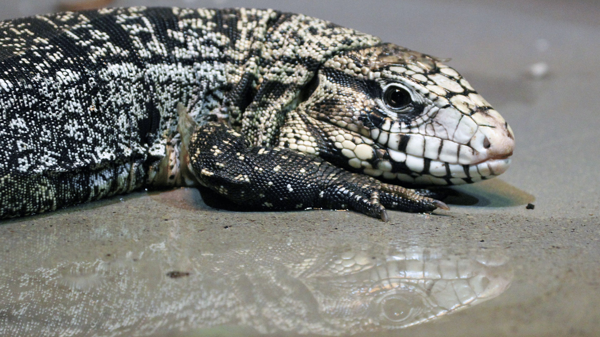 Black-And-White_Tegu