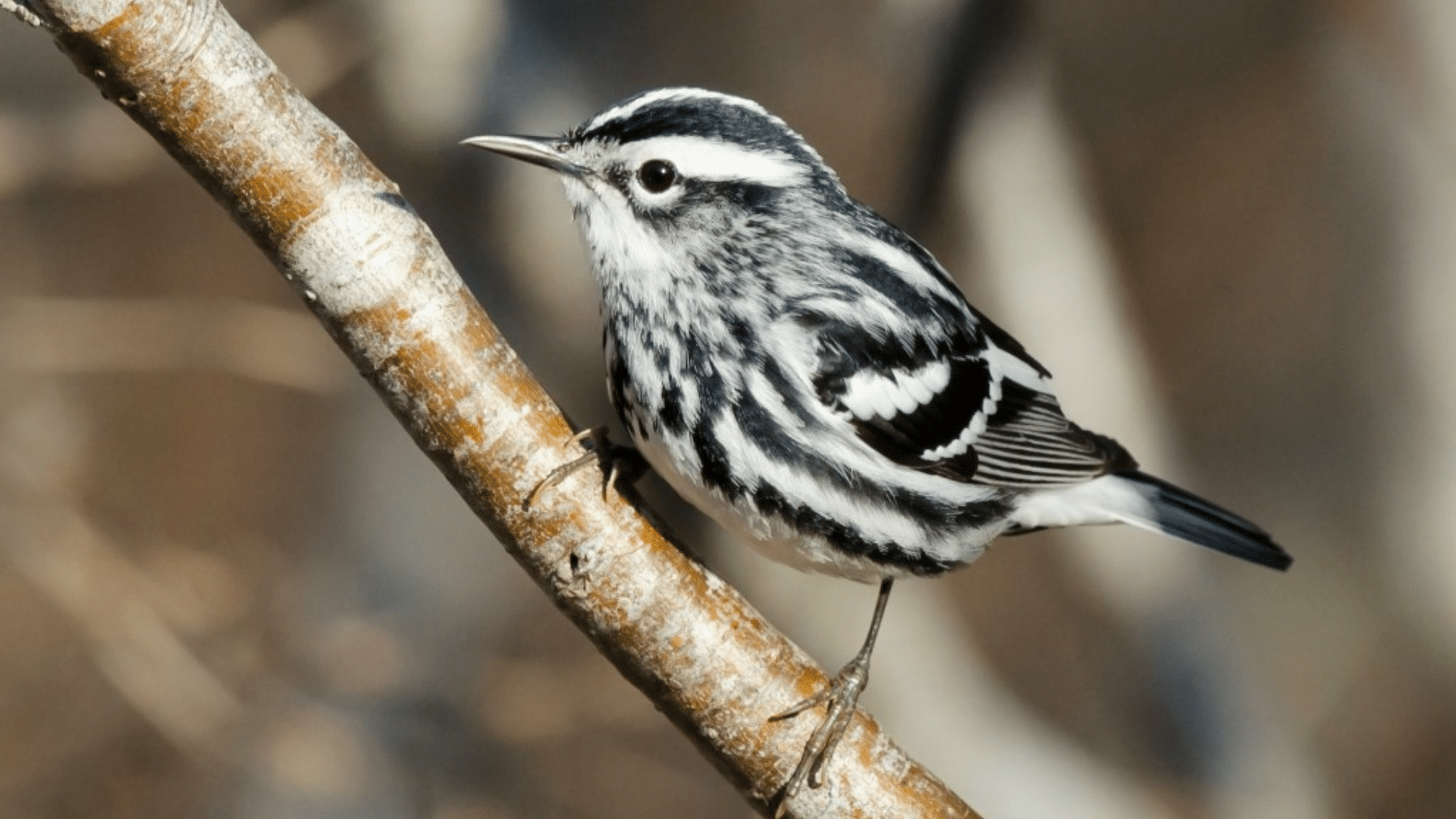 Black-And-White_Warbler