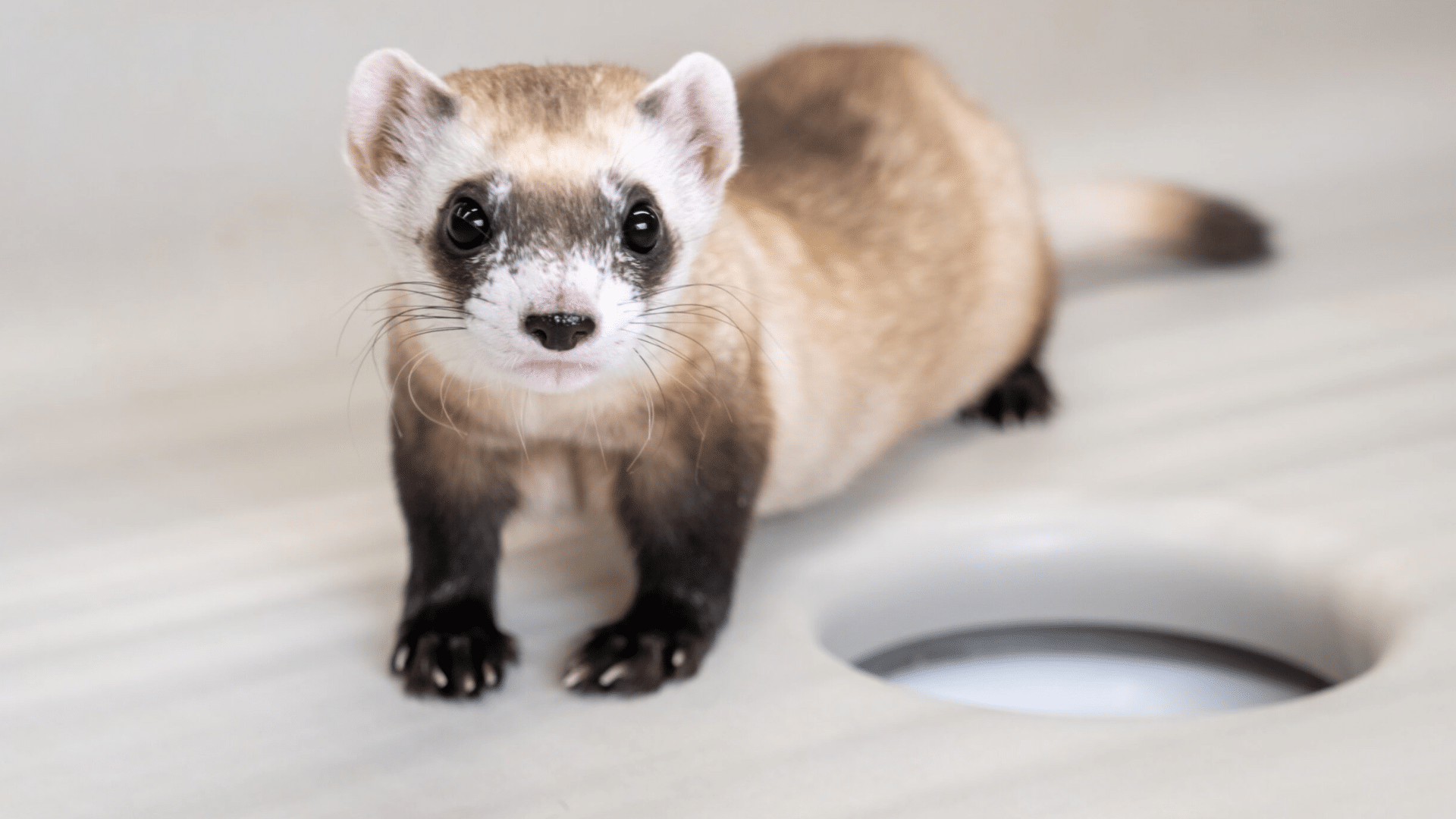 Black-Footed_Ferret