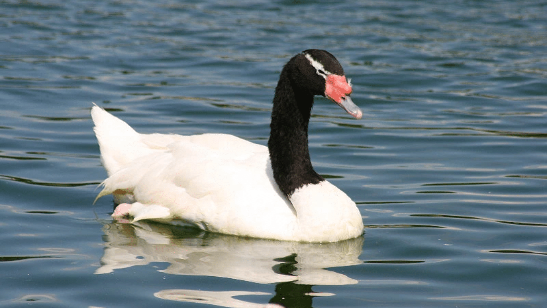 Black-Necked_Swan