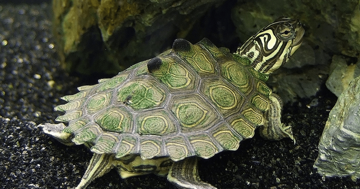 Black_Knobbed_Map_Turtle