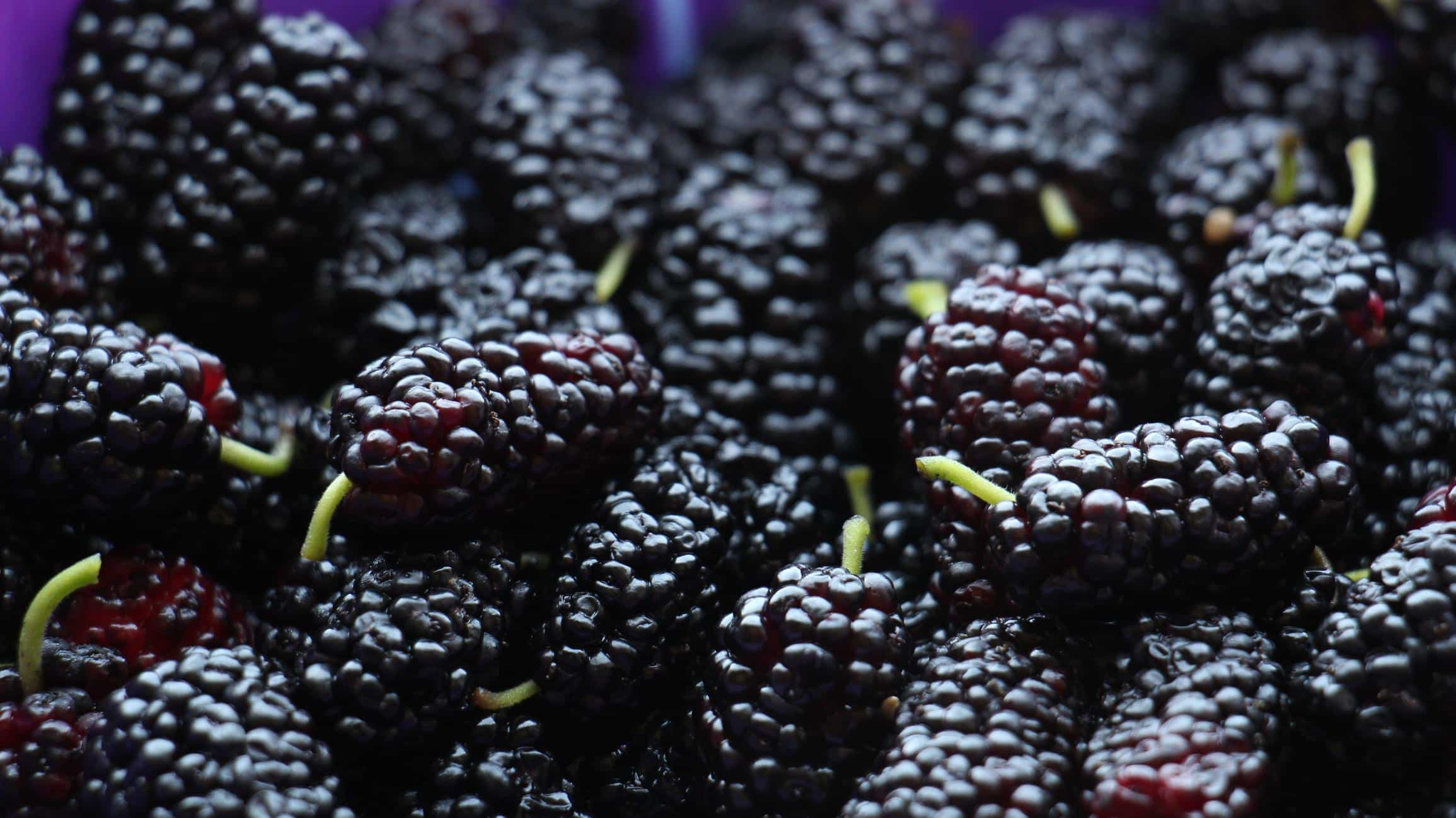 Black_Mulberry