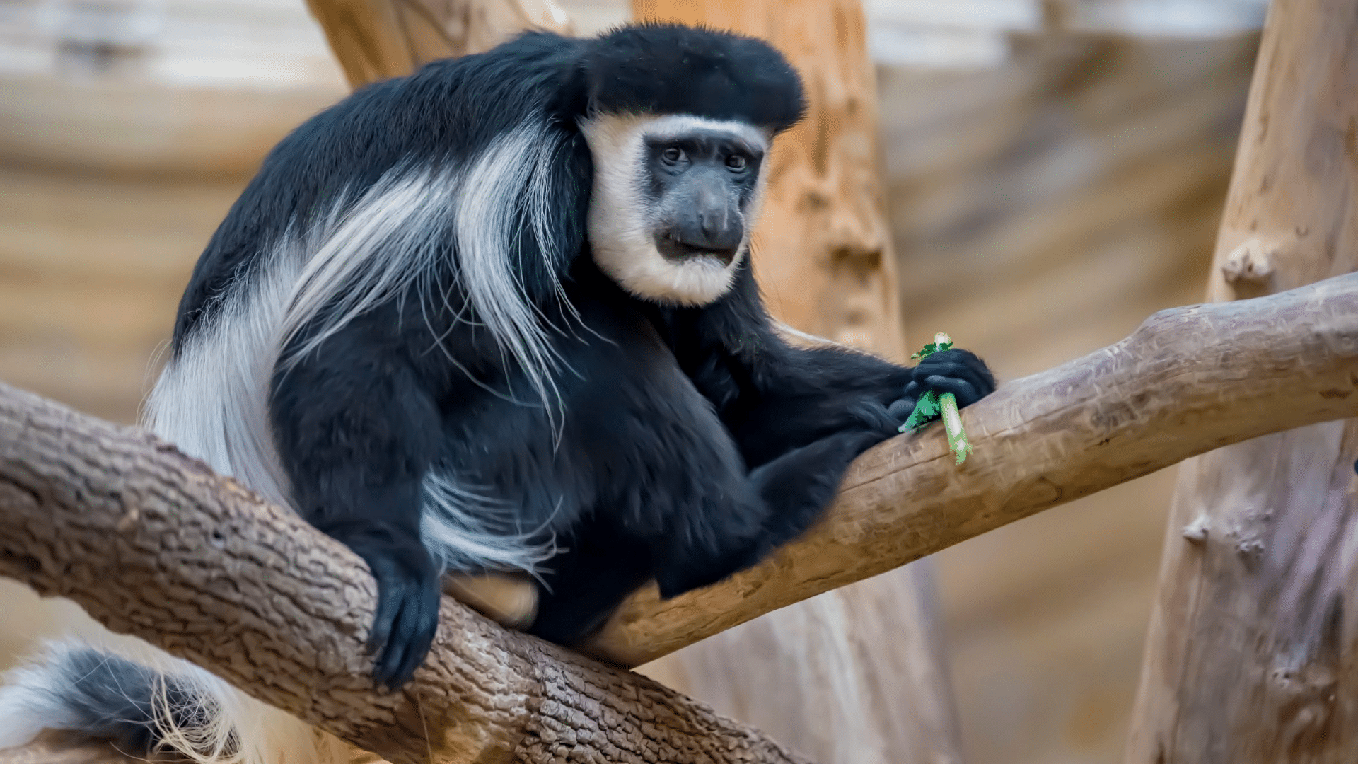 Black_and_White_Colobus_Monkey