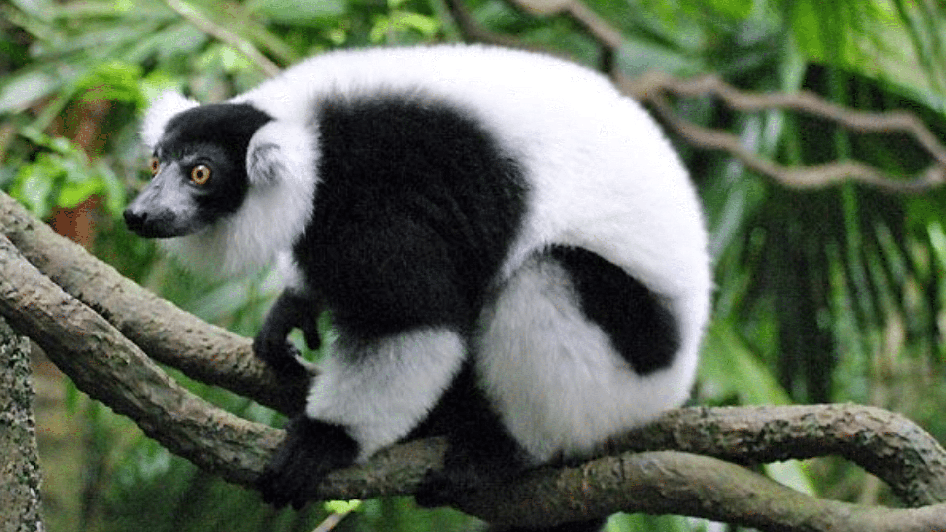 Black_and_White_Ruffed_Lemur