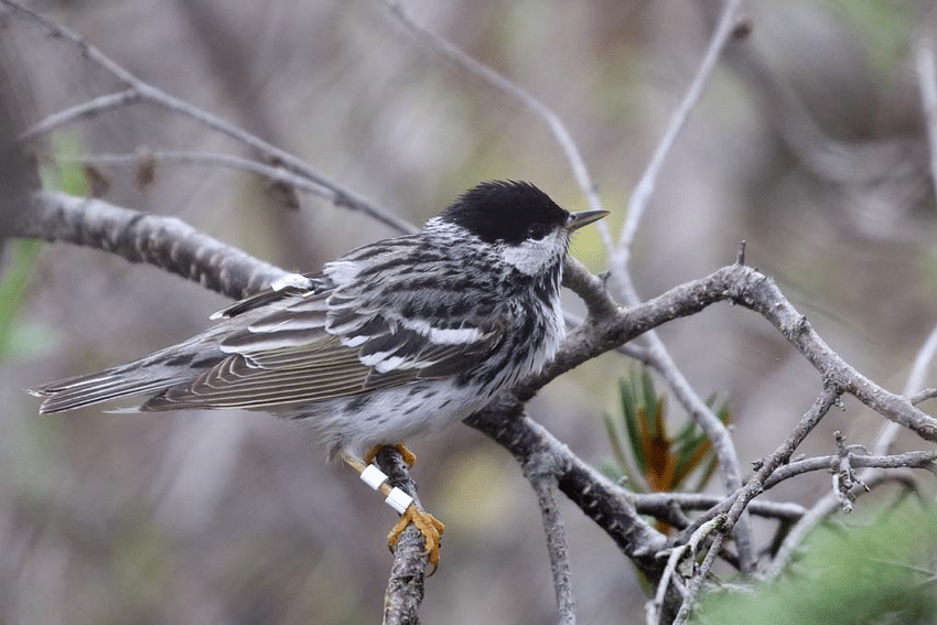 Blackpoll_Warbler_Setophaga_striata