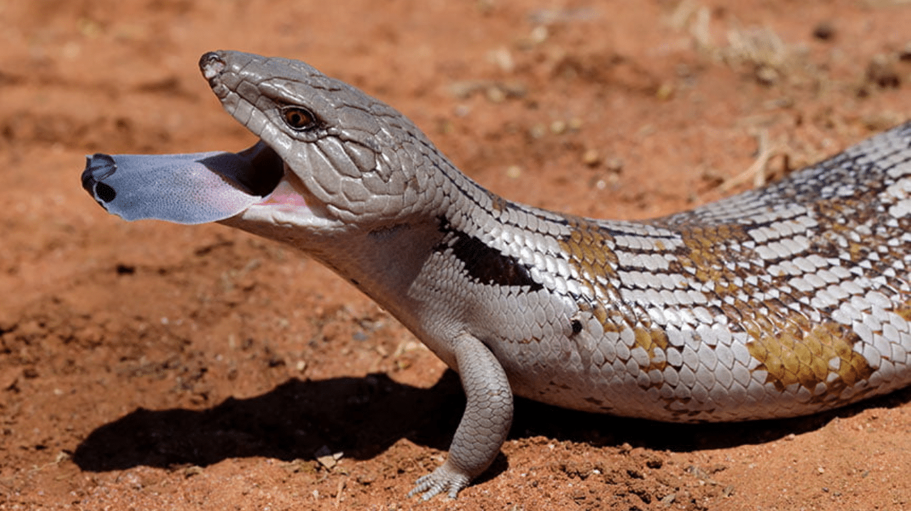 Blue-Tongued_Skink