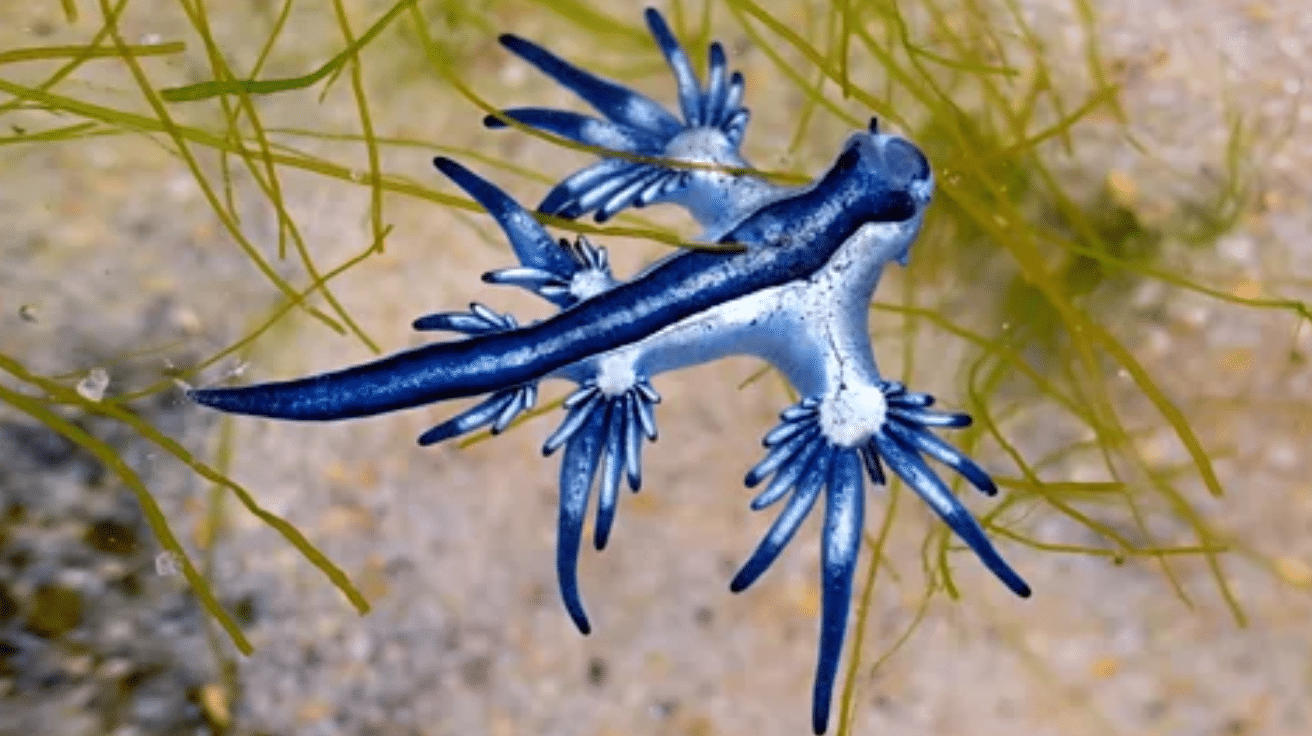 Blue_Dragon_Nudibranch