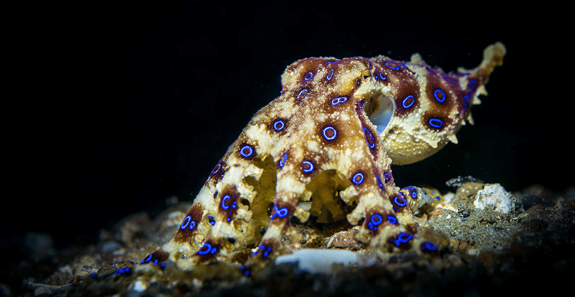 Blue_Ringed_Octopus