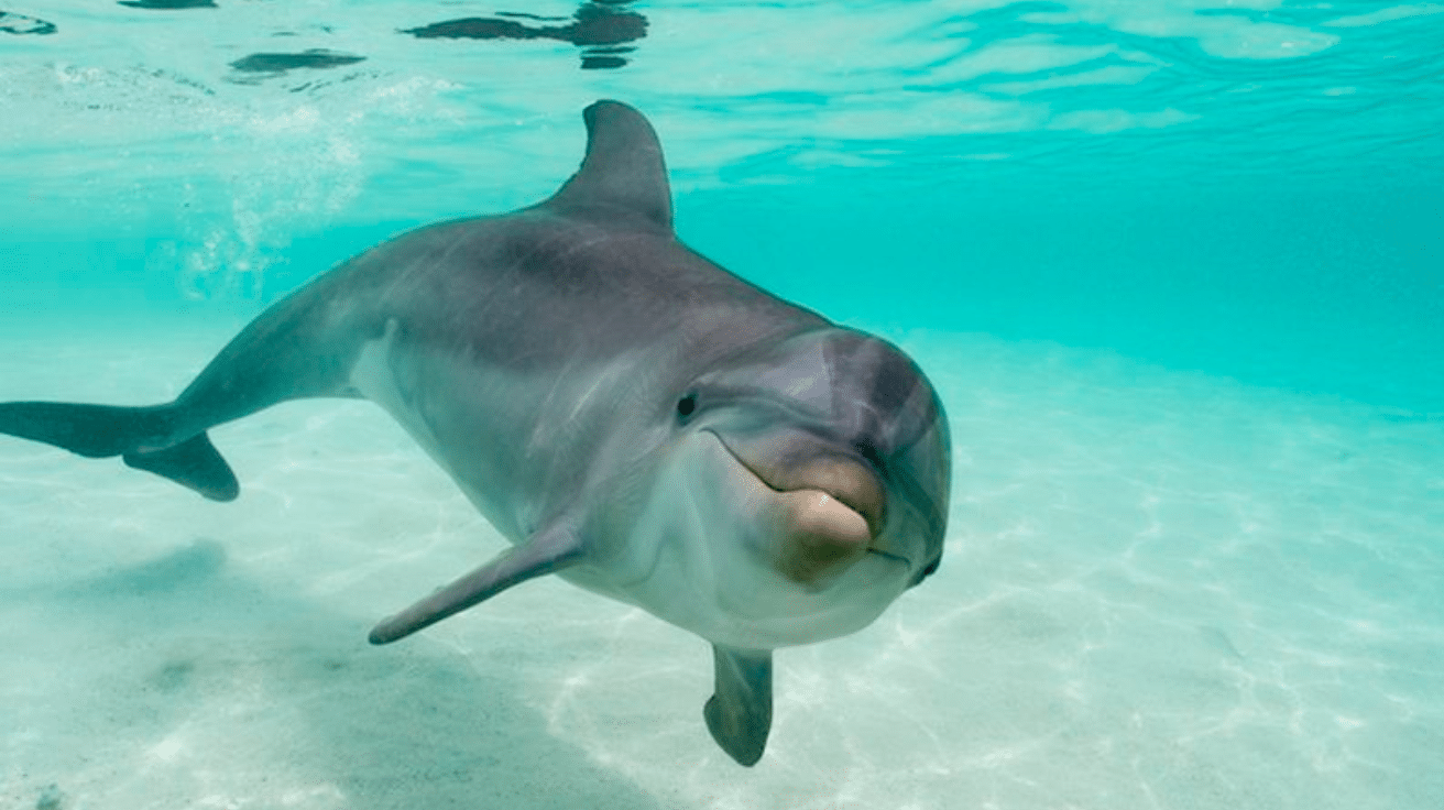 Bottlenose_Dolphin