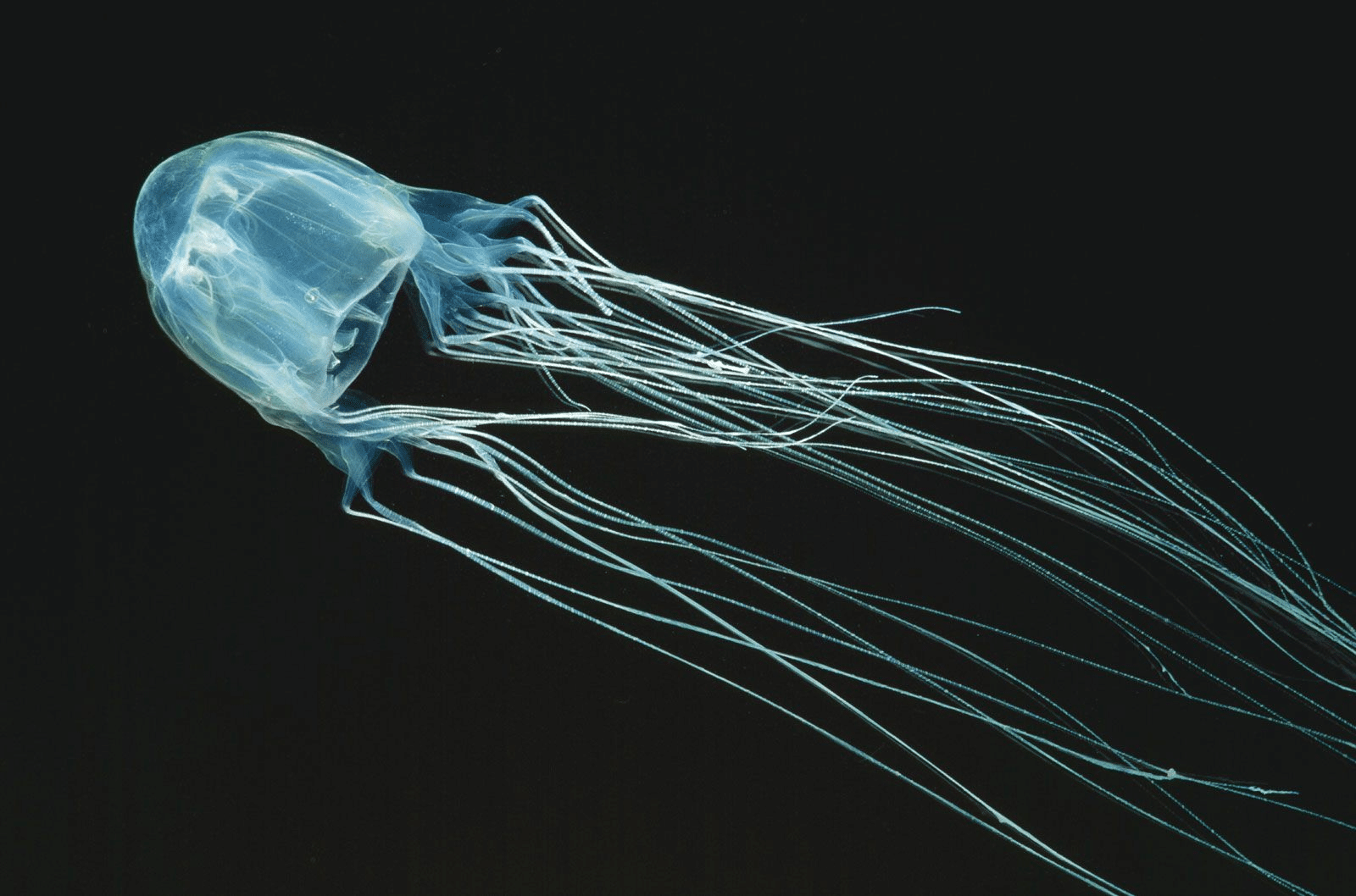 Box_Jellyfish