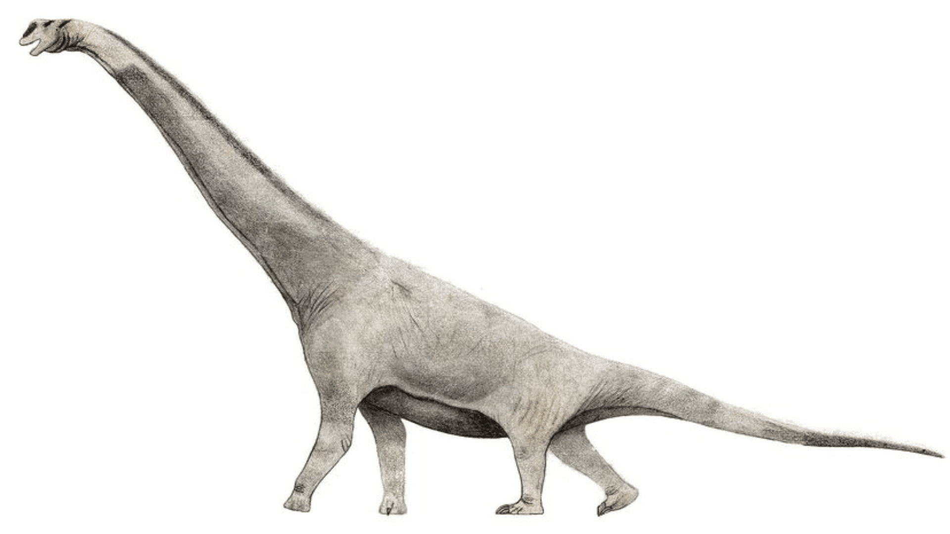 Brachiosaurus_Altithorax