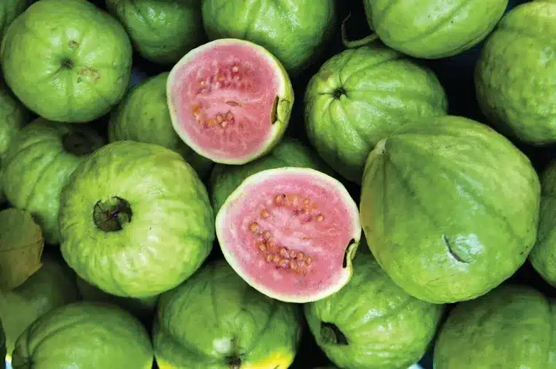 Brazilian_Guava