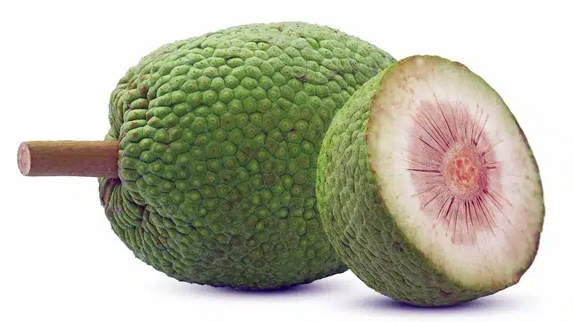 Breadfruit