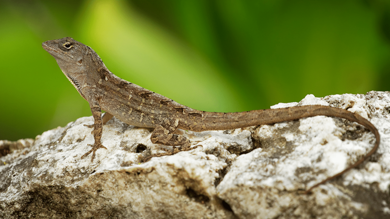 Brown_Anole