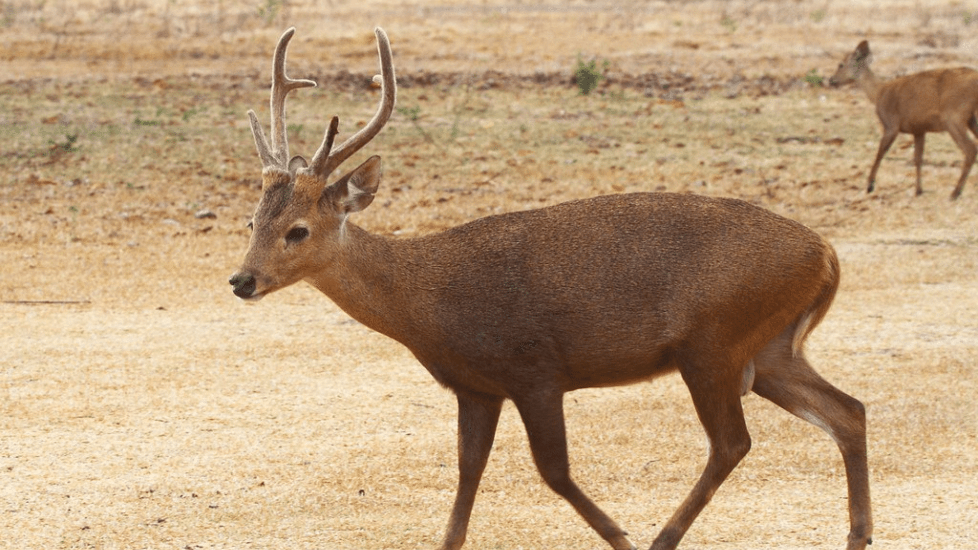 Calamian_Deer