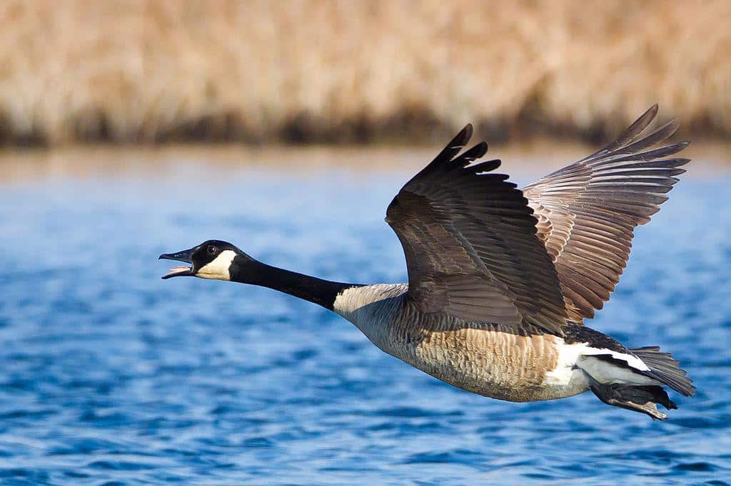 Canadian_Geese_Branta_canadensis