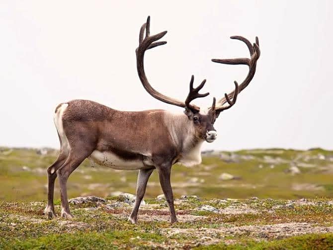 Caribou_Reindeer_Rangifer_tarandus