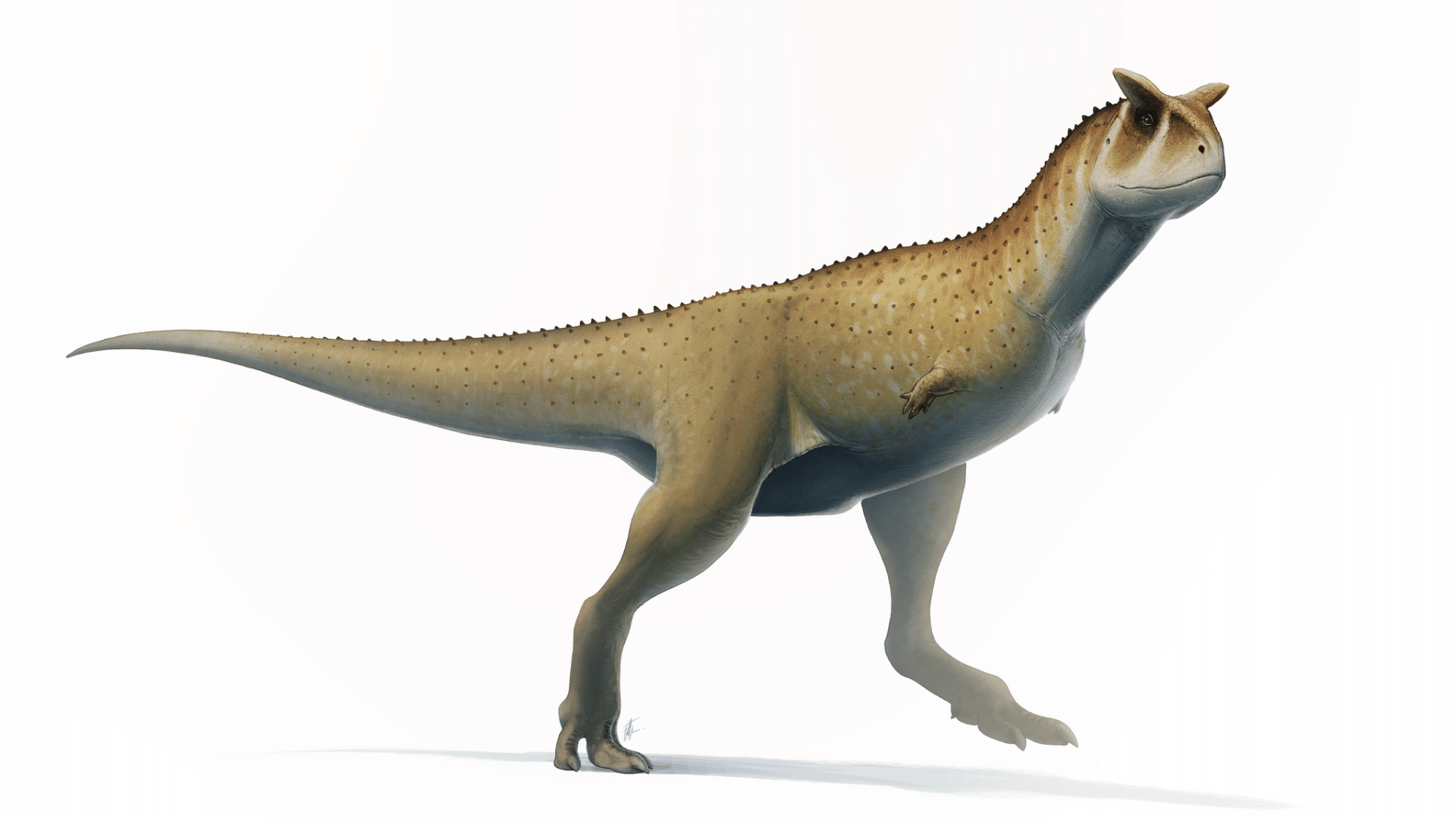 Carnotaurus_Sastrei