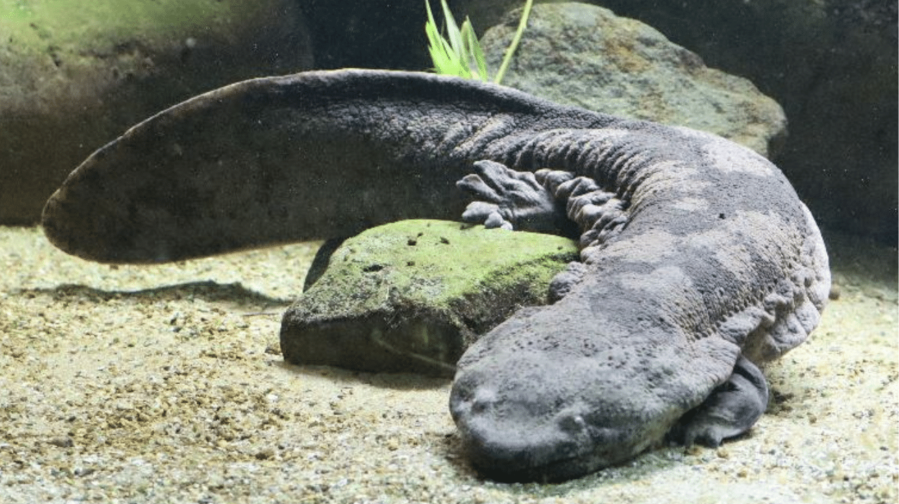 Chinese_Giant_Salamander