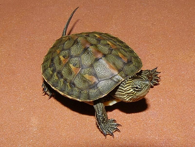 Chinese_Golden_Thread_Turtle