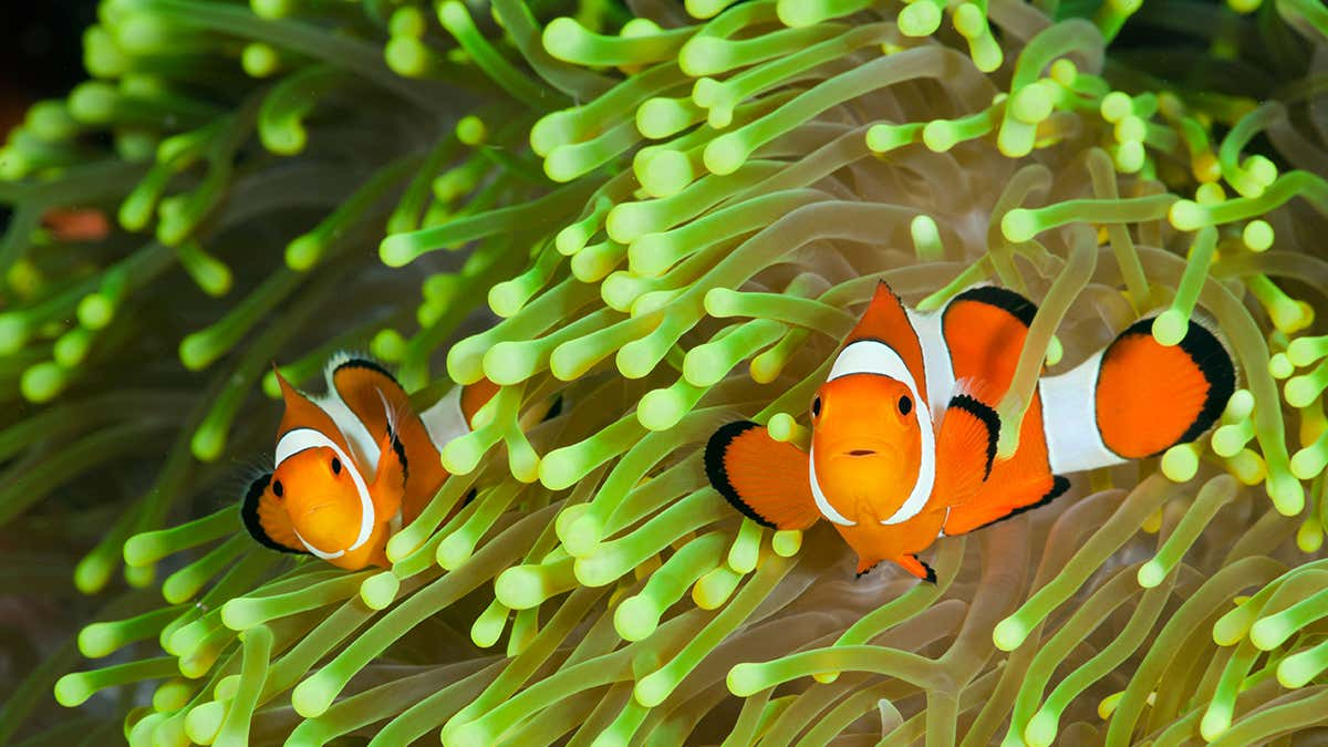 Clownfish