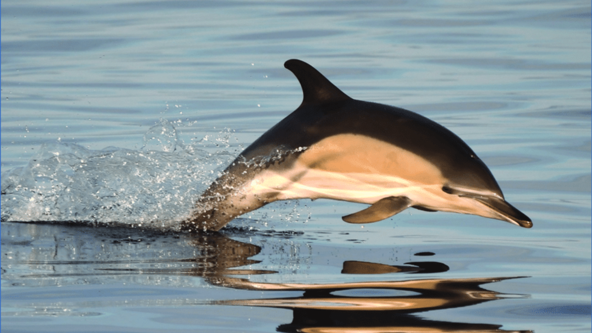 Common_Dolphin