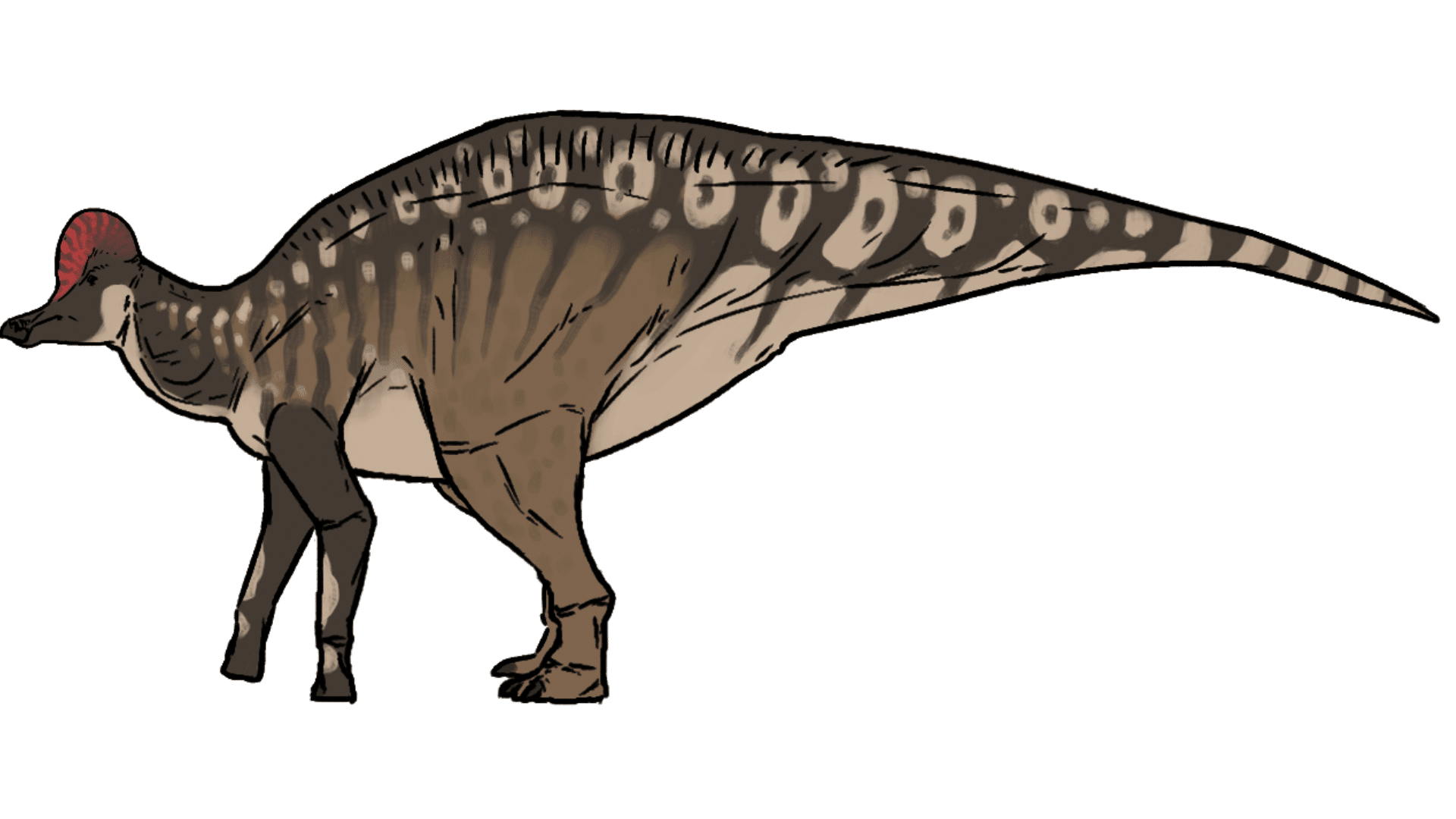 Corythosaurus_Casuarius