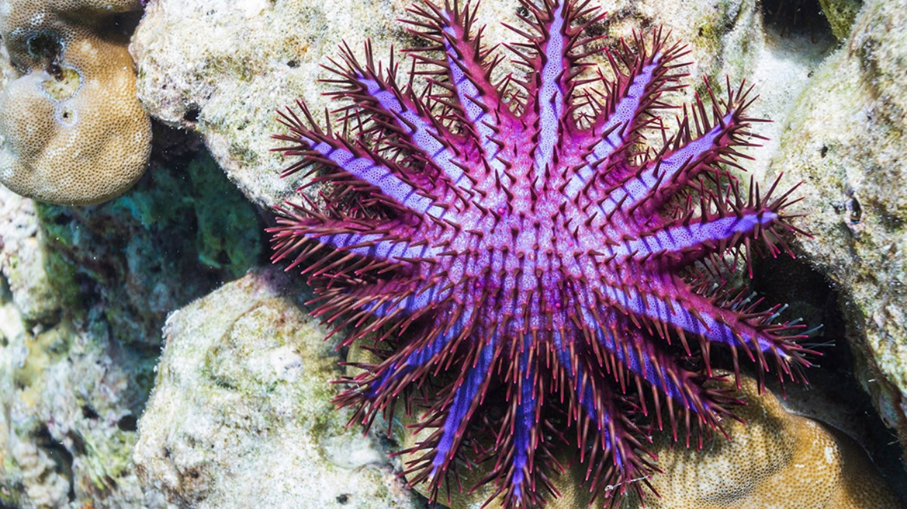 Crown-of-Thorns_Starfish