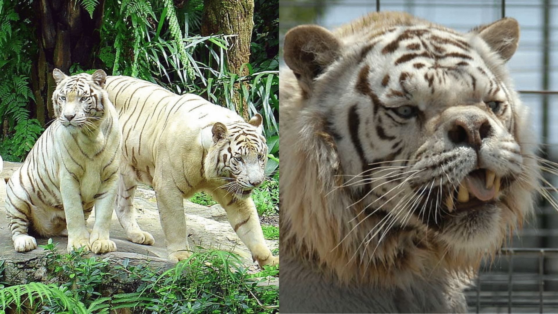 Cultural_Impact__Conservation_of_White_Tigers