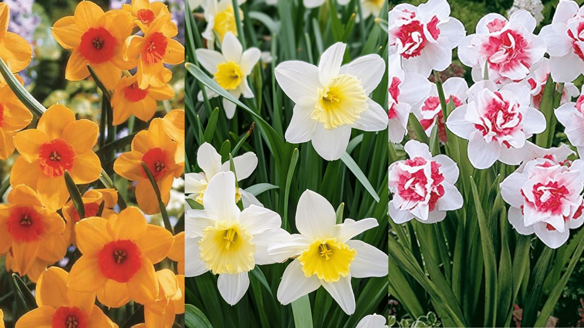 Daffodil_Spiritual_Meaning_According_to_Its_Color