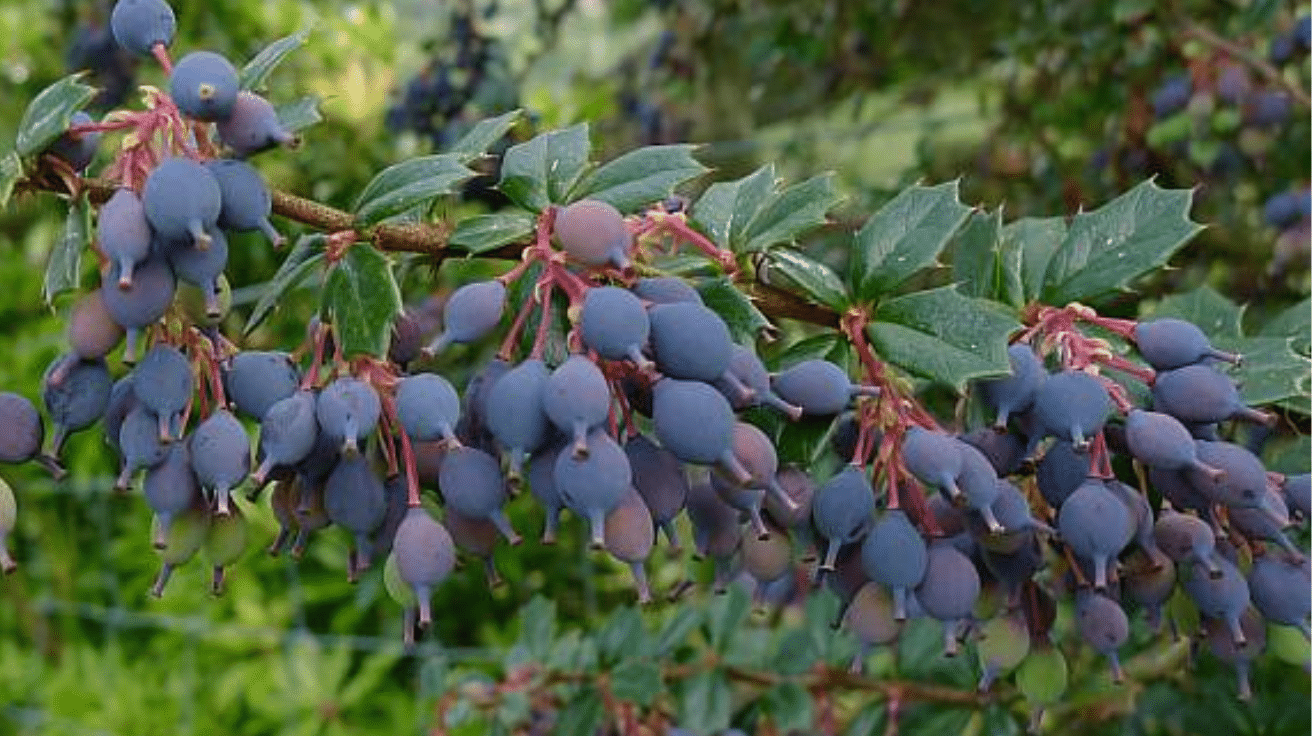 Darwins_Barberry_Fruit