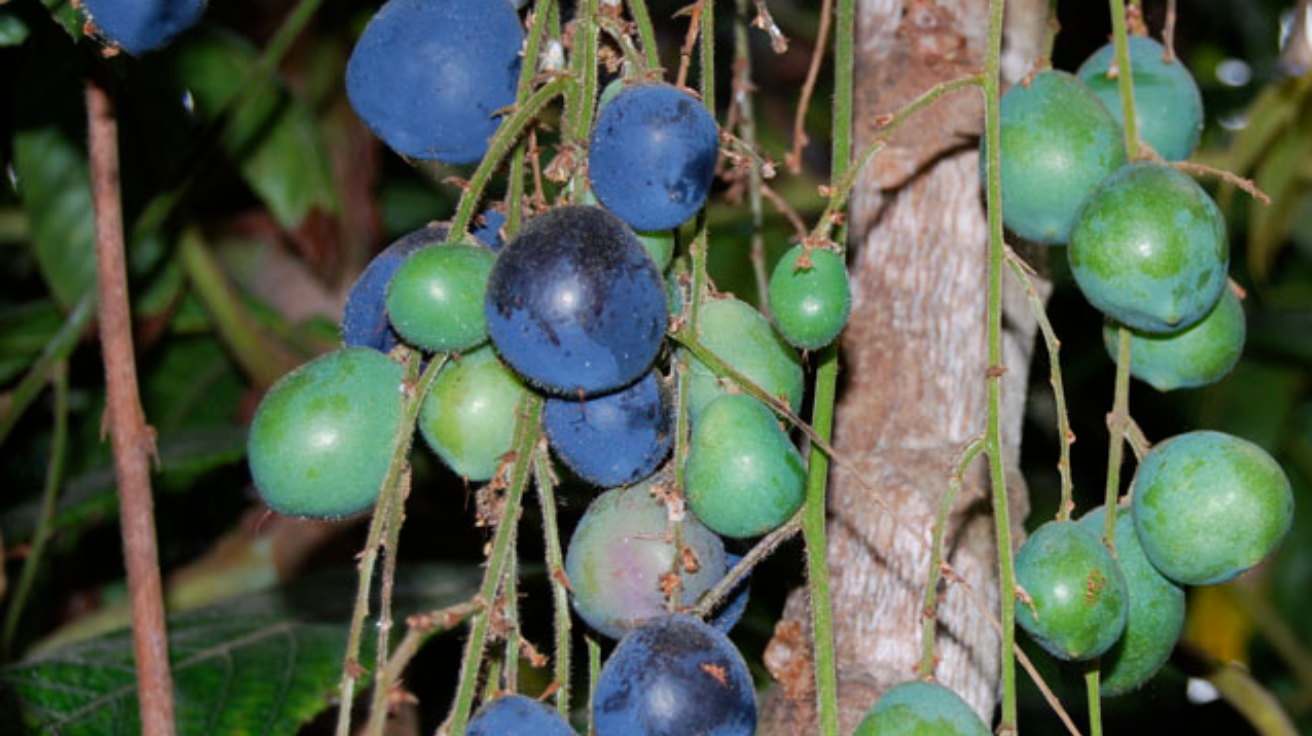 Davidsonia_Jerseyana_A_type_of_Davidsons_Plum